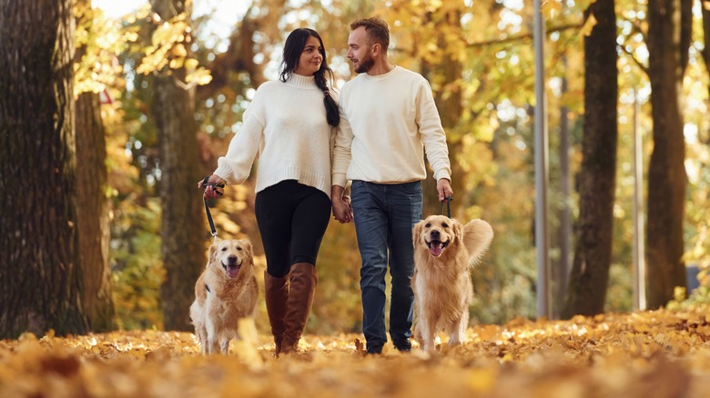 Couple walking dogs